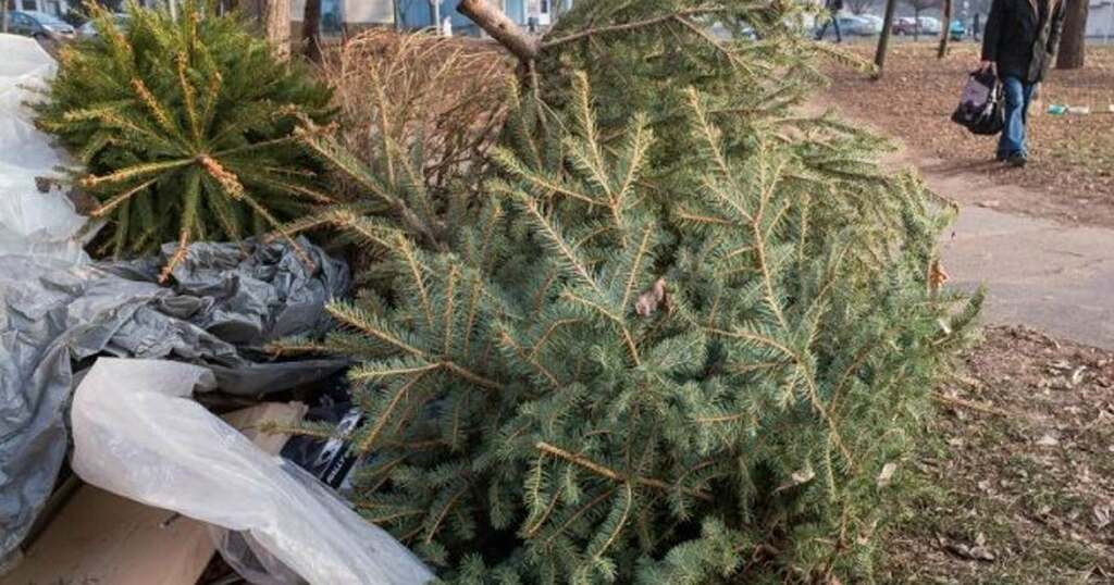 Január 12-én startol a fenyőfa begyűjtés Kaposváron!